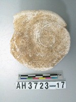 藏品(螺蓋製貝刮器)的圖片